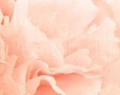 Soft and Gentle - 8 x 10 - Fine Art Photography - Floral - Pink, Ethereal, Dreamy, Flower, Wall Art, Floral Home Decor, Peach Blossom