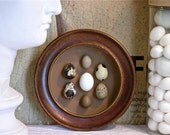 Bird Egg Shadowbox