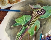 Jack-in-the-Pulpit - Woodland Plant Study - Original Watercolor