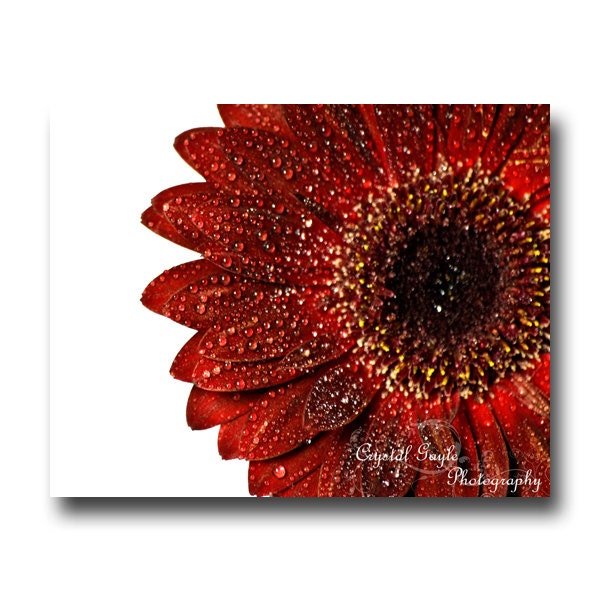 Crimson Red Photography Gerber Daisy Flower Fine Art Photography Home Decor Print Macro Custom Size