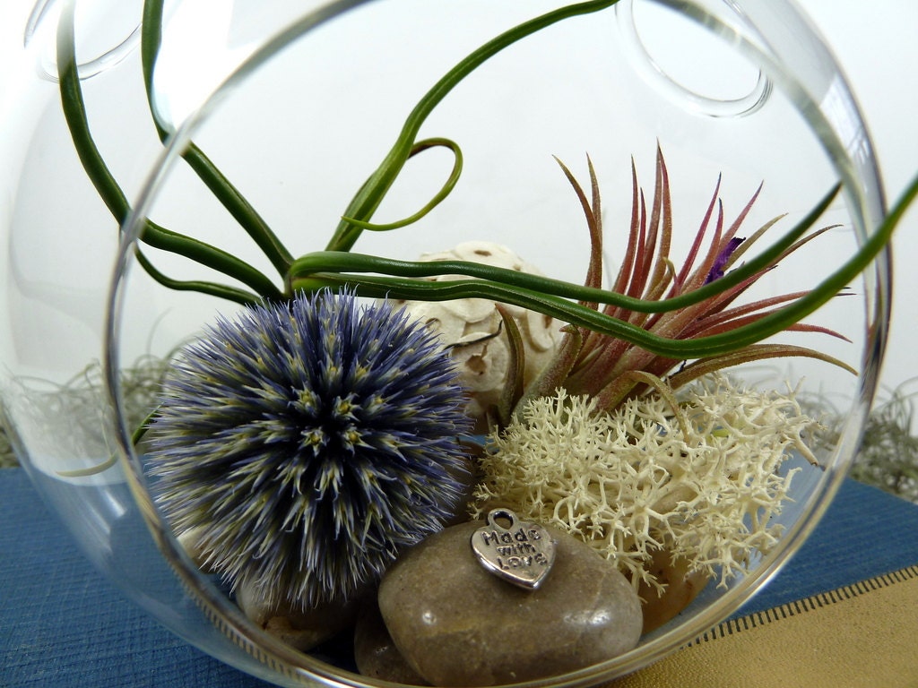 Terrarium, Air Plant Bubble . Great for HOME or OFFICE. Nice Unusual Gift. Terrariums by mossterrariums on Etsy.