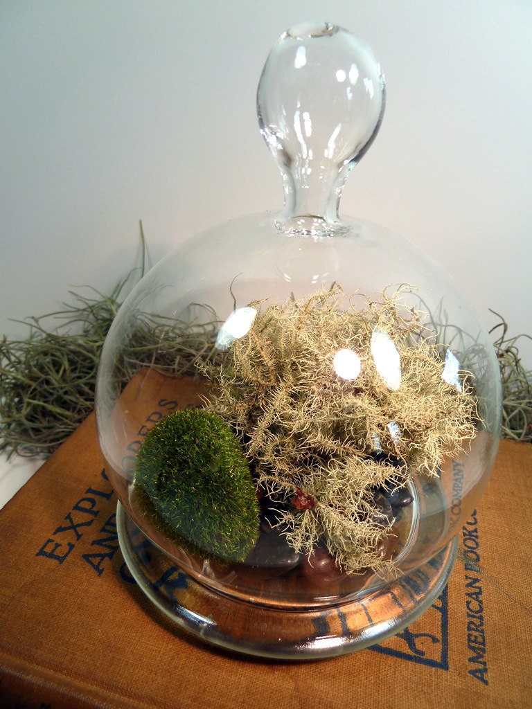 Small Cloche Lichen Terrarium, Glass, Great for HOME or OFFICE. Unusual Gift.  Terrariums by mossterrariums on Etsy.
