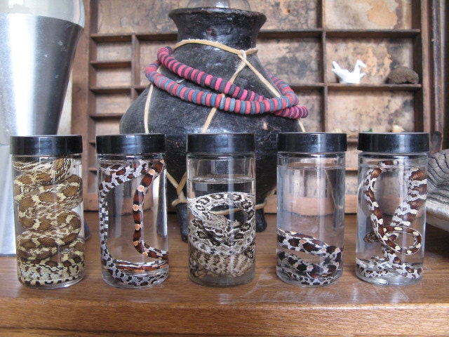 Collection No. 3 The Reptile House - Taxidermy Religious Curiosity Cabinet Wunderkammer Kunstkammer