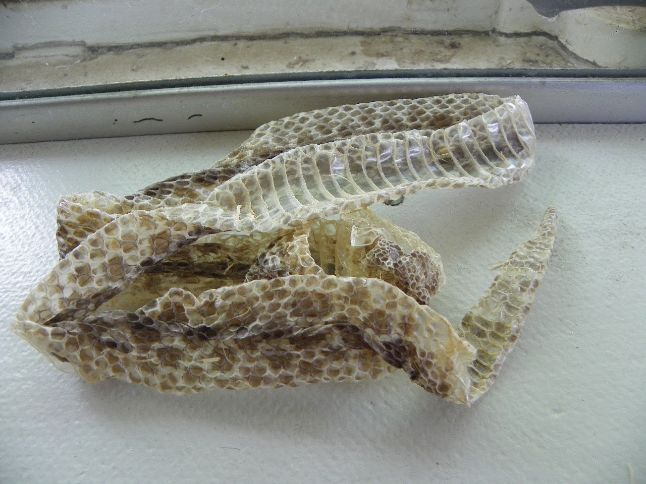27.5 Inch Cruelty Free Mister Pig Snake Belly Python Scales Caudal Tail Skin Shed