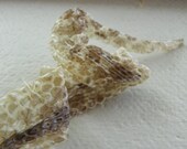 P3 21" Inch Cruelty Free Mister Pig Snake Belly Python Scales Caudal Tail Skin Shed