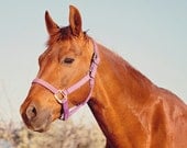 Bright Colored Horse Photograph, Cute Chestnut Horse, Nature Photograph