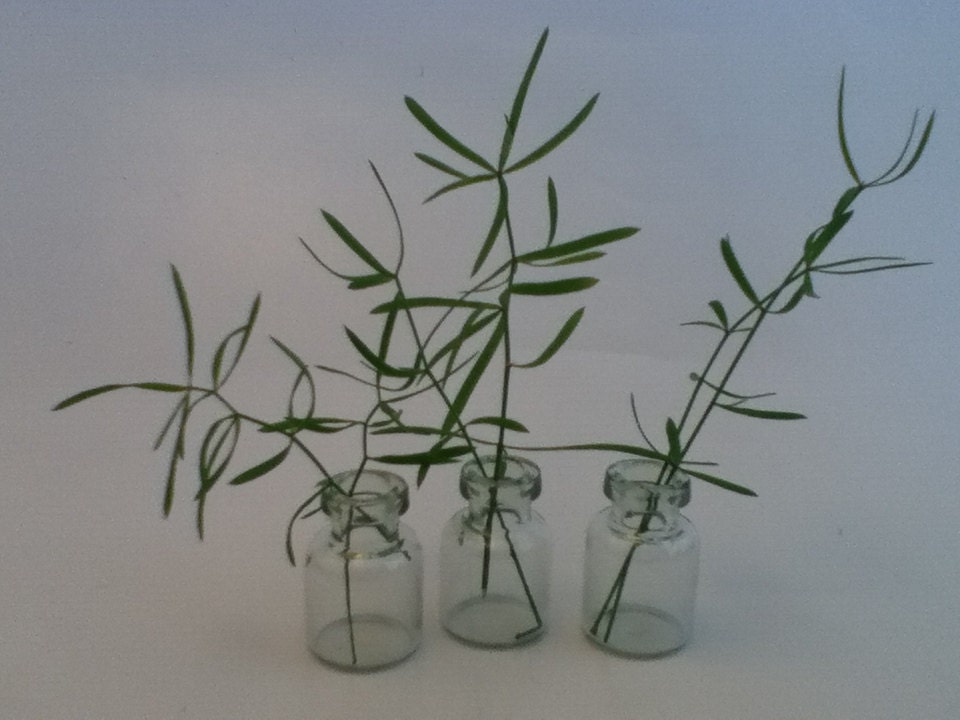 Small Glass Medicine Bottles