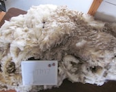 Targhee Merino Raw Unwashed Skirted Wool Fleece TM7