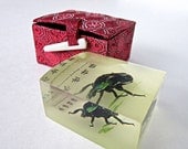 Beetle Specimen in Traditional Chinese Brocade Box, Asian Collectible, Entomology, Iridescent Beetle, Insect Collector