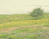 Spring tree photograph - original fine art photography print - green tree landscape photo nature wall art meadow print sea summer spring