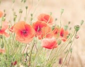 Peach poppy photograph -  fine art photography print - orange red peach nature photo wall decor summer flower