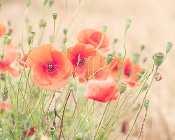 Peach poppy photograph -  fine art photography print - orange red peach nature photo wall decor summer flower