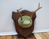 Antler Trophy Mount Mossy Green Velvet on Solid Pine Plaque