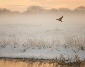 Through the mist 8x8 inch nature, landscape winter scene, flying bird