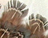 128 MELANISTIC Blue & White Feathers 2-3" Add'l ship Free Ringneck Pheasant P3