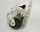 Terrarium with creepy little clay skull and dark air plant  in hanging glass globe bubble.