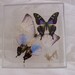 Real Beautiful Pearlized Morpho Butterfly with Mosaic Accents