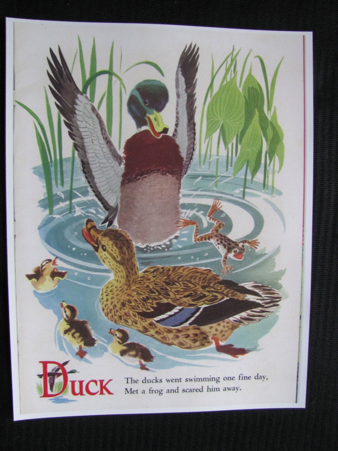 Colorful Illustrated Childrens Book Page - Poster Print - 8 x 11 - Farm Animals - Duck