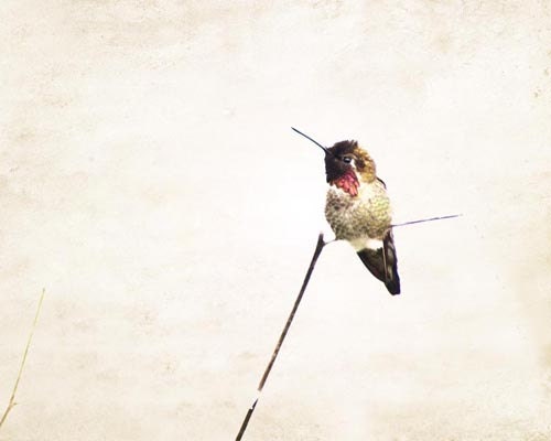 Large Wall Art, Large Bird Wall Art, 16x20 Print, Hummingbird Photograph ,Pastel, Bird Wall Decor,  Humming Bird Print, Cream, Beige