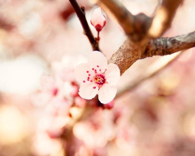 SALE Cherry Blossoms, Flower Photography, Pale Pink, Pastel, Spring, Cherry Blossom Photography, 8x10 Print