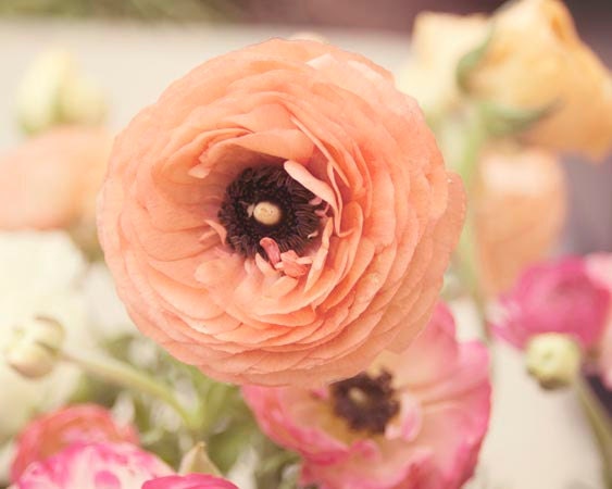 Ranunculus Print, Peach, Pink, Mothers Day, Spring, Floral, Flower Photography, Nature Photography, Ranunculus Flower Print, 8x10