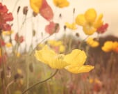 Nature Photography, Poppy Flowers, Boho, Flower Photography, Natural, Yellow, Summertime, Soft Light, 8x10 Print