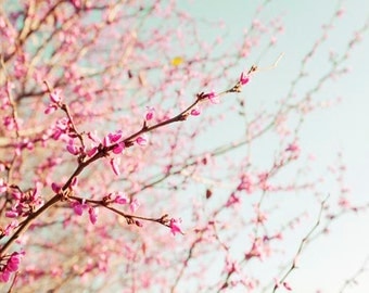 Nature Photography, Pink, Blue, Blossoms, Spring Wall Art, Nature Wall Art, 5x7 Print, Pastel Wall Decor