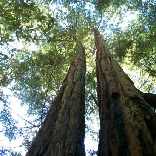 SUCH GREAT HEIGHTS 4x4 Art Photo Print of Trees