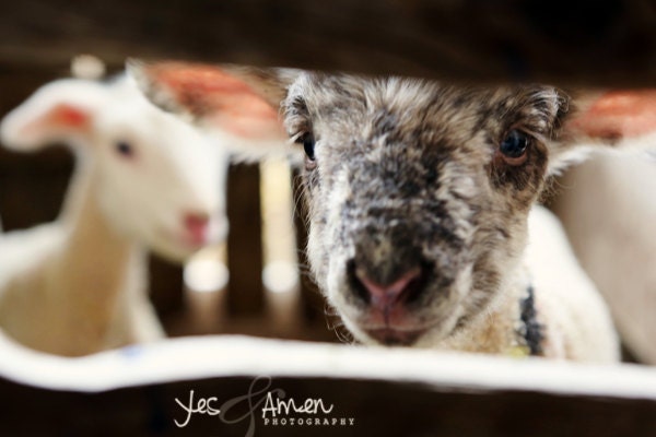 come and see - fine lamb photography - farm fresh cards