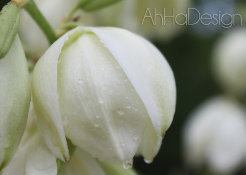 Yucca Flower - 5 x 7 Photograph