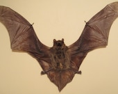 Vampire Bat Specimen - SHIP FREE