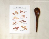 Nuts & Seeds - 8' x11' Print - Culinary Art Collection