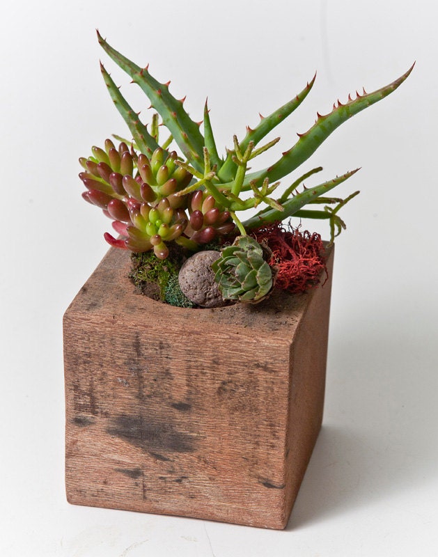 Small re-BEAM Planter with Succulent Arrangement