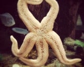Girlish Figure - Starfish Photo by Kate Sexson 16x20 FREE Shipping in USA