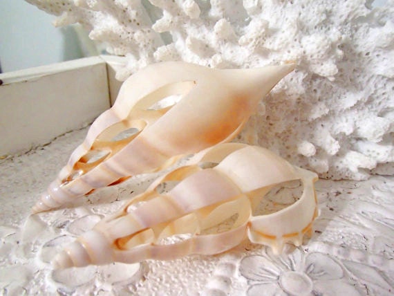 Beach Decor, Sea Shell Decor - Cut Tibia Curta Sea Shells, Set of 6