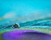 Feather Photo - Fine Art Photography 5 x 7 - peacock feather, teal, aqua, purple, macro, feather, drop, wall art, modern, blue