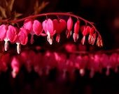 Flowers with hearts. Art photography print, nature photography.