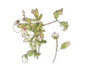 Eco Conscious Bamboo Panel, Wild Blackberry Blossoms, Small