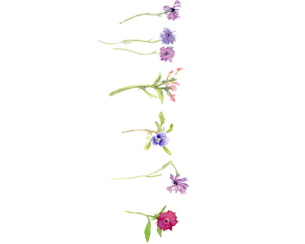 The Lavender Wildflower Collection, Four Botanical Illustrations, Unframed, 8x10