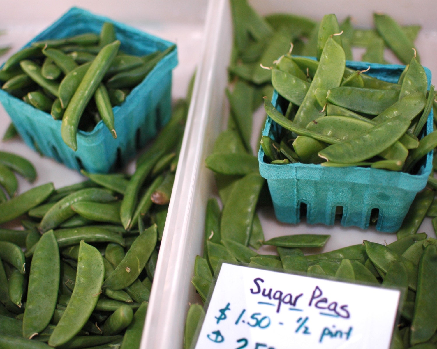 Sugar Snap Peas - 8 by 10 print