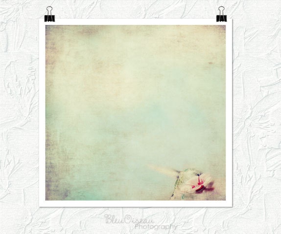 Animal photography, hummingbird, nature photography, fine art print, nursery decor