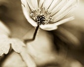 Wild flower, macro, garden, sepia, wall art, floral, flower, home decor, print, photography