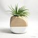 Air Plant Cube Planter // White - Natural Wood Colorblock // Home and Garden