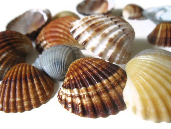 Scallop Sea Shell Crafts Supplies Amber Pink Grey Cardium Coastal Decor