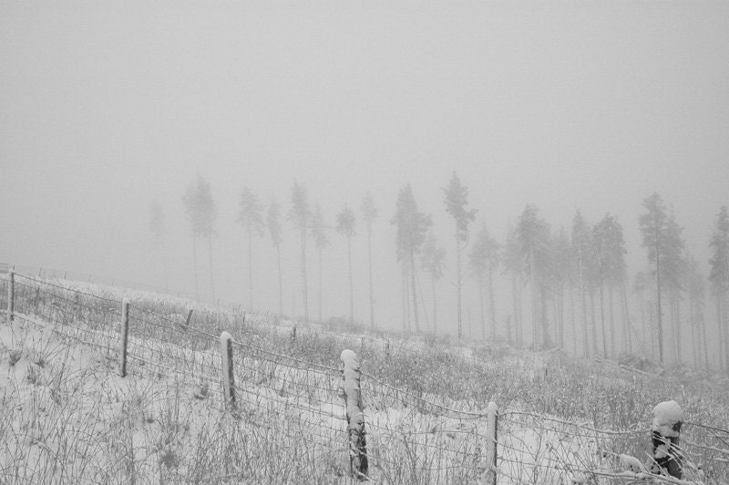 Fine art forest photography, foggy trees photo, dreamy winter fairy tale landscape home decor wall artwork. Northumberland, England 8x10