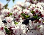 Pink, White, Purple, Spring, Pastel, Blue,  Floral Photography, Floral, Summer, Nature Photography, Home Decor, Wall Decor