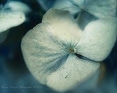 What a Woman knows-art photography-hydrangea print-blue green-romantic feel-wall art- photography-