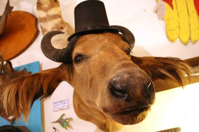 Taxidermy African Forest Buffalo