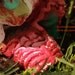 Zombie Gnomes: Gertrude Guts FREE USA SHIPPING