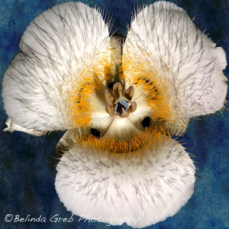 White Flower Photo - "Mariposa Lily 2" -  Fine Art Print  Nature Photography, Digital Art, texture, blue, 12x12 unframed print
